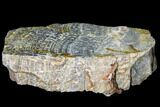 Proterozoic Columnar Stromatolite (Asperia) - Australia #130823-2